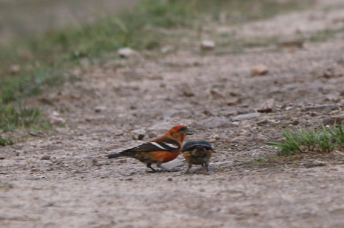 Two-barred Crossbill