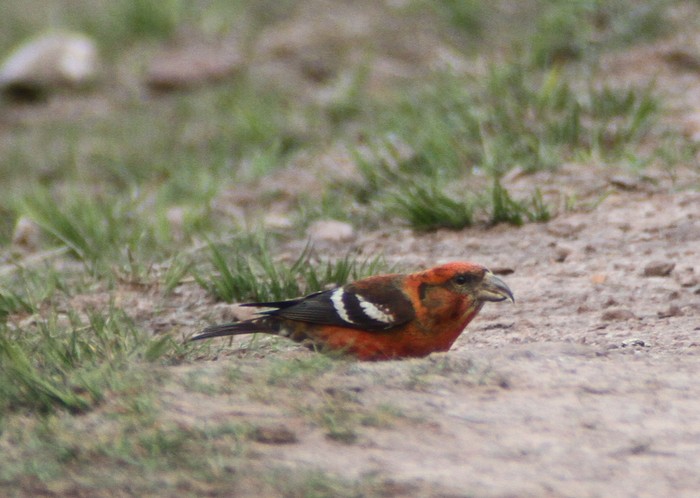 Two-barred Crossbill