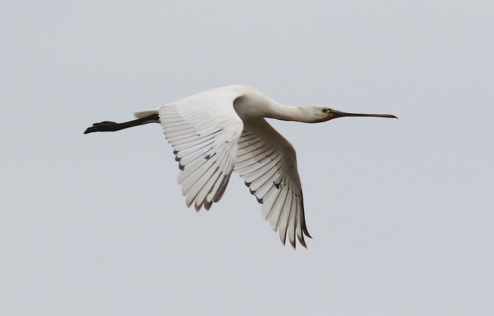 spoonbill