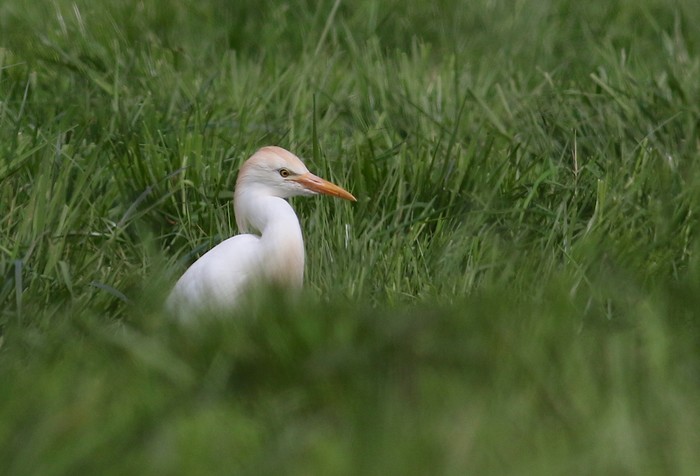 Cattle Egret