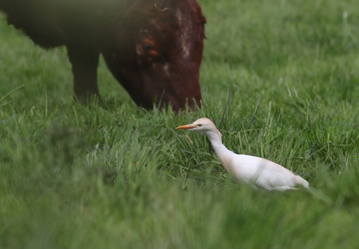 Cattle Egret