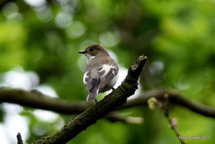 Pied Flycatcher