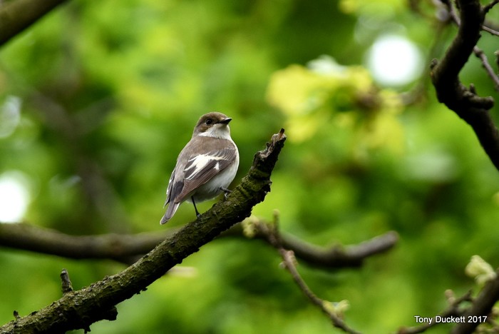 Pied Flycatcher