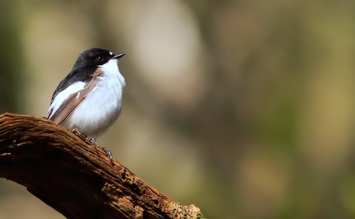 Pied Flycatcher