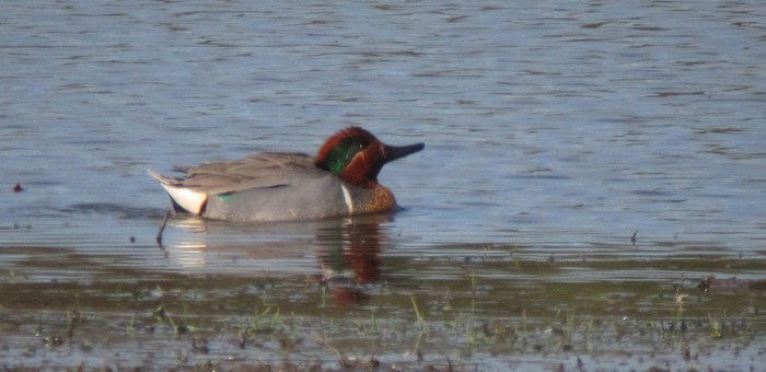 Green-winged Teal