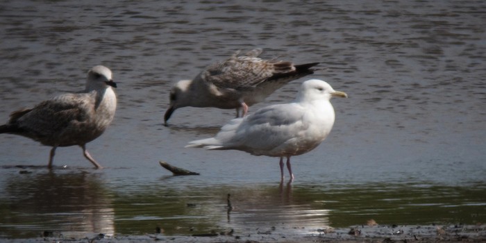 Iceland Gull