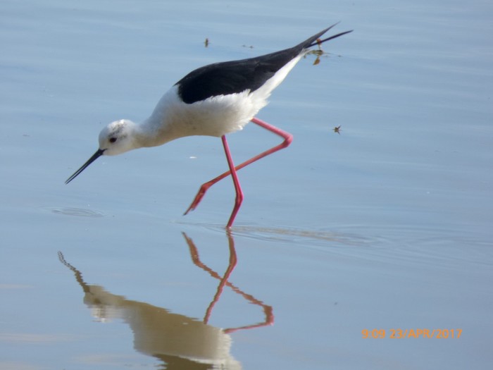 Black-winged Stilt
