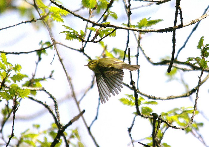 Wood Warbler