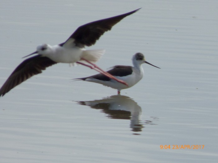 Black-winged Stilt