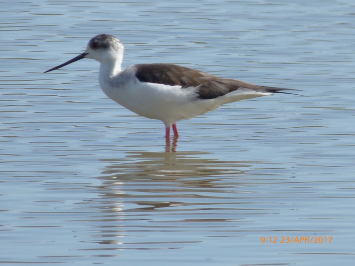 Black-winged Stilt
