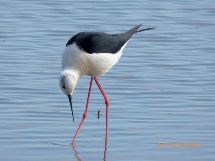 Black-winged Stilt