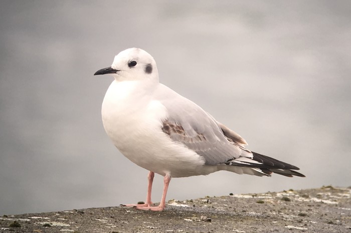 Bonaparte's Gull