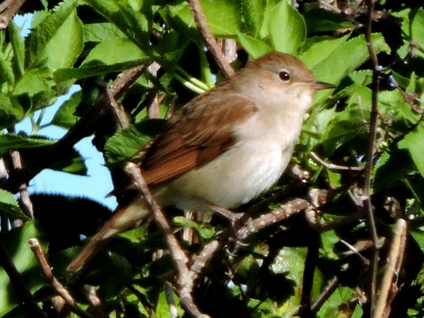 Nightingale