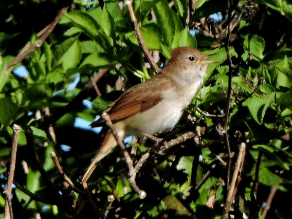 Nightingale