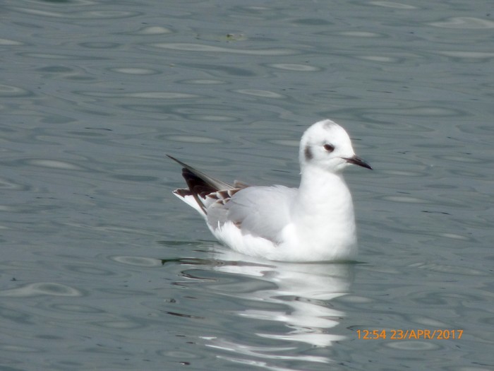 Bonaparte's Gull