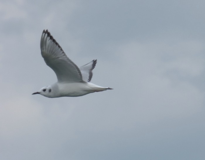 Bonaparte's Gull