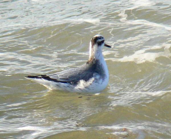 Grey Phalarope