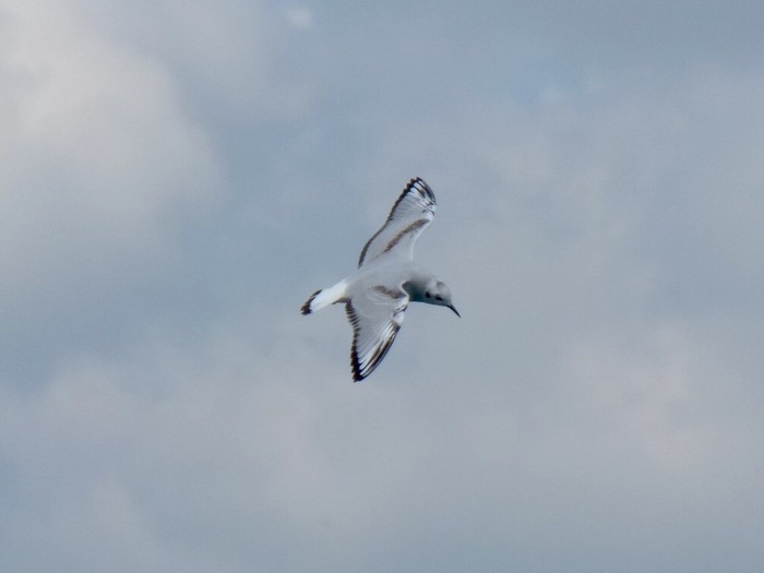 Bonaparte's Gull