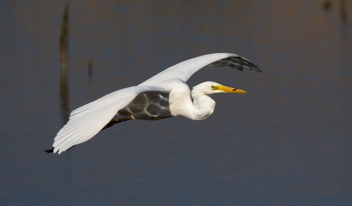 Great White Egret