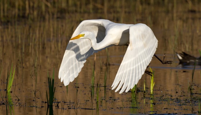 Great White Egret