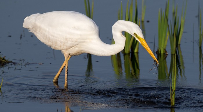 Great White Egret