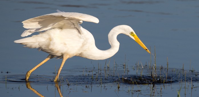 Great White Egret