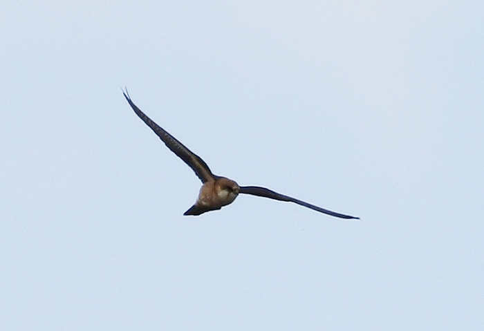 Red-footed Falcon