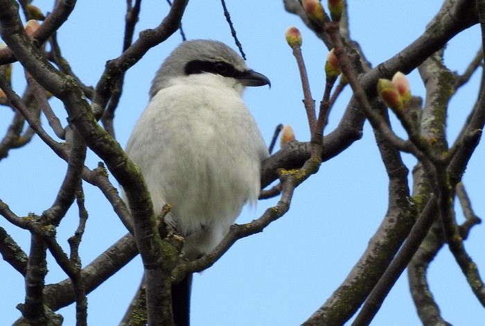 Great Grey Shrike
