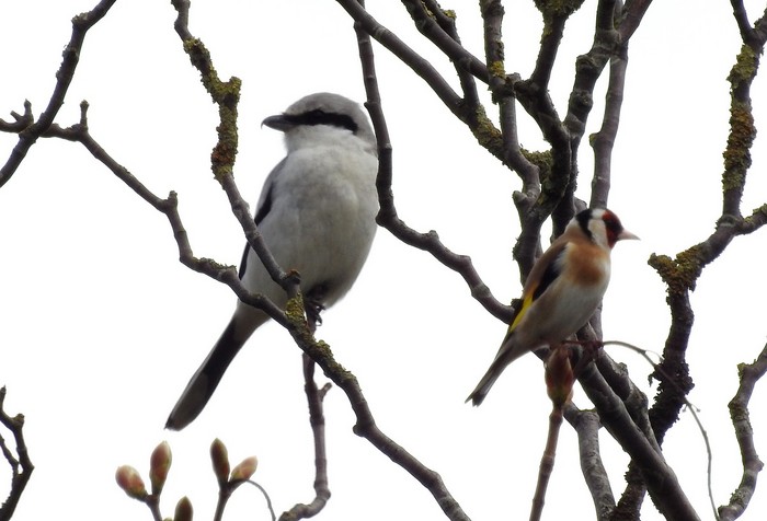 Great Grey Shrike