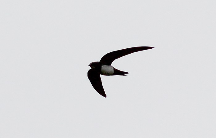 Alpine Swift