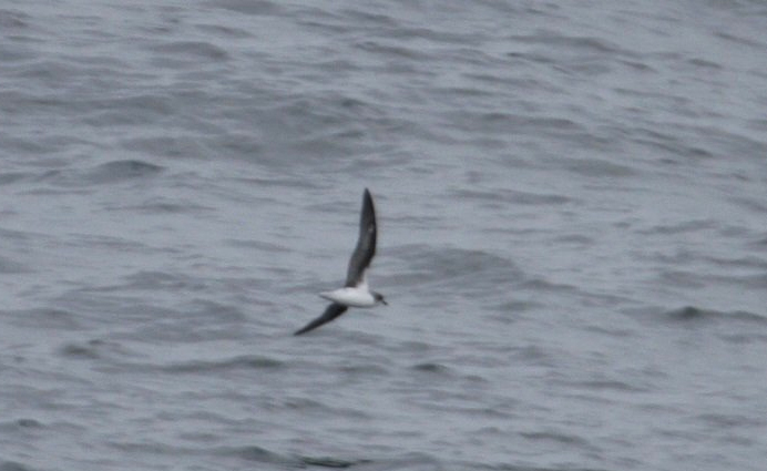 Zino's Petrel