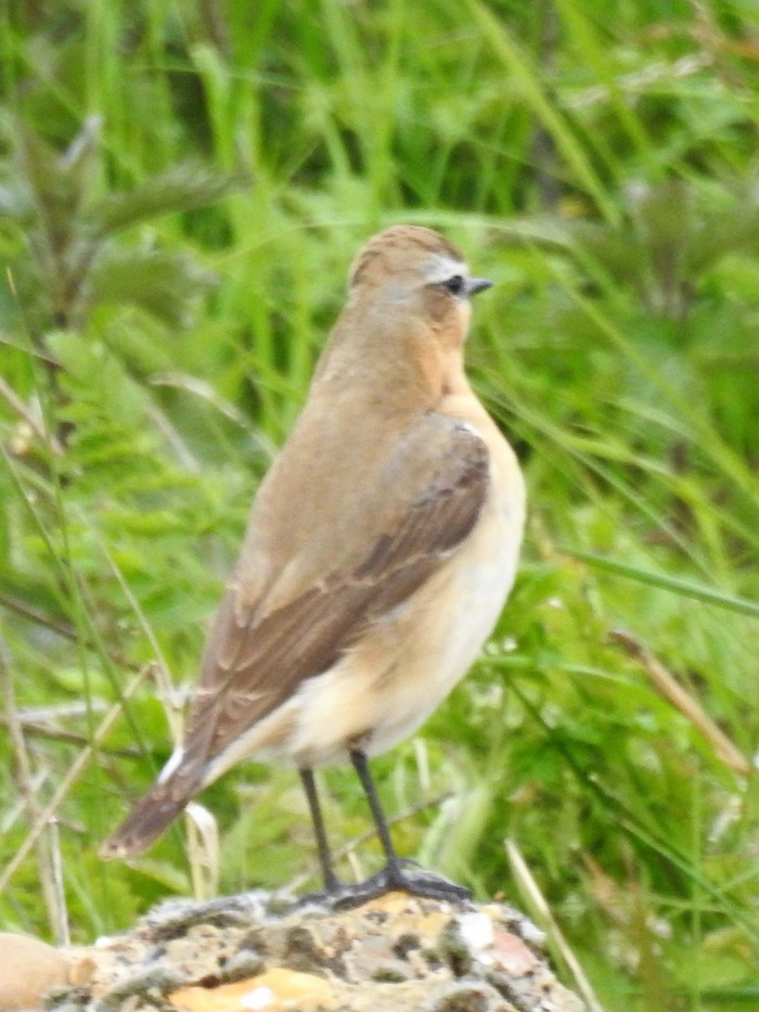 Wheatear