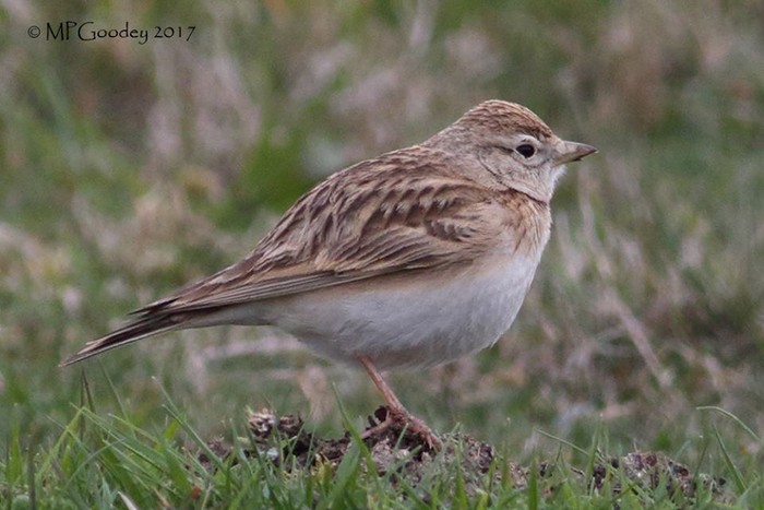 Short-toed Lark
