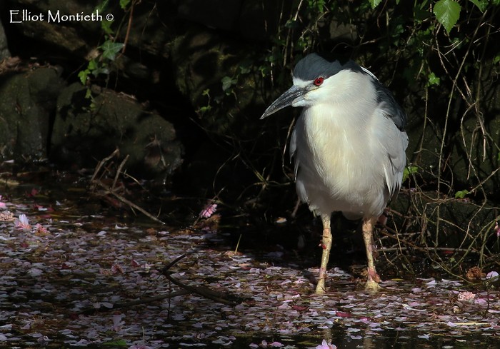 Night Heron