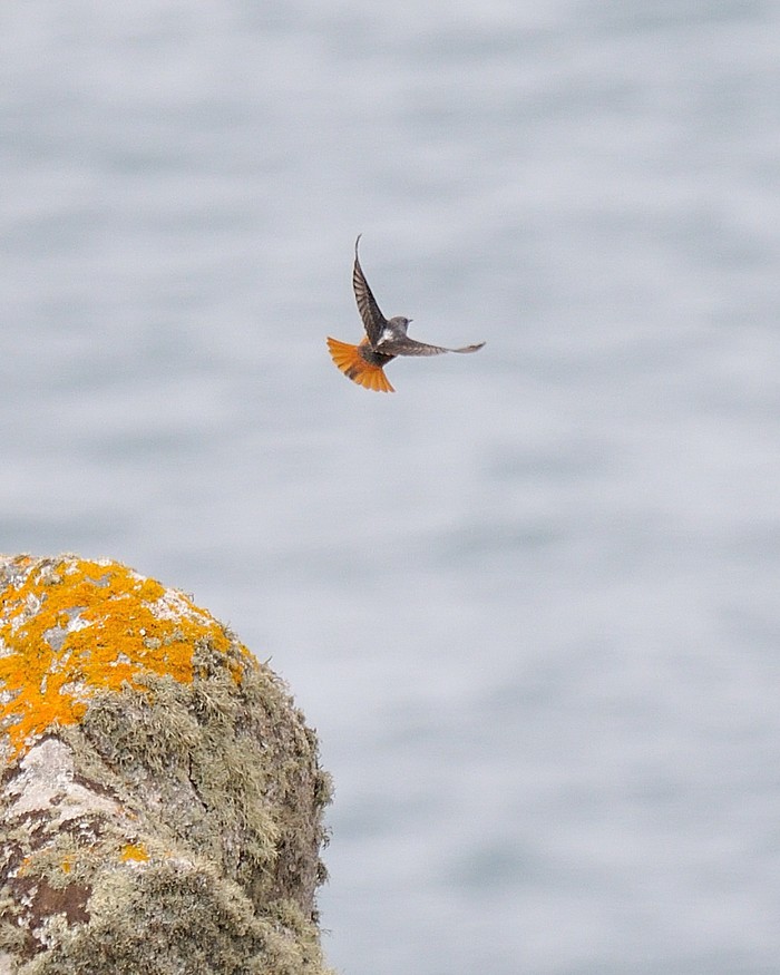Rock Thrush