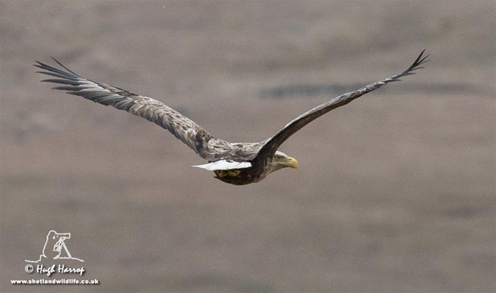 White-tailed Eagle