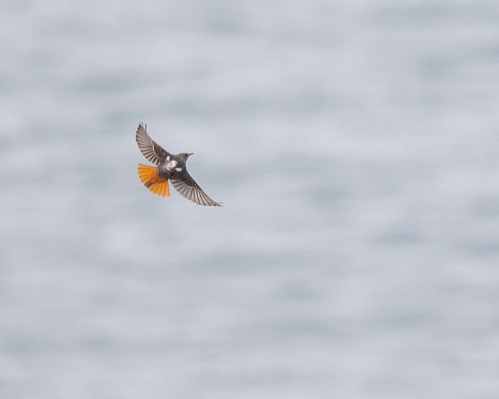 Rock Thrush