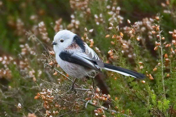 Northern Long-tailed Tit