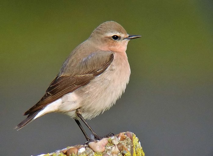 Wheatear