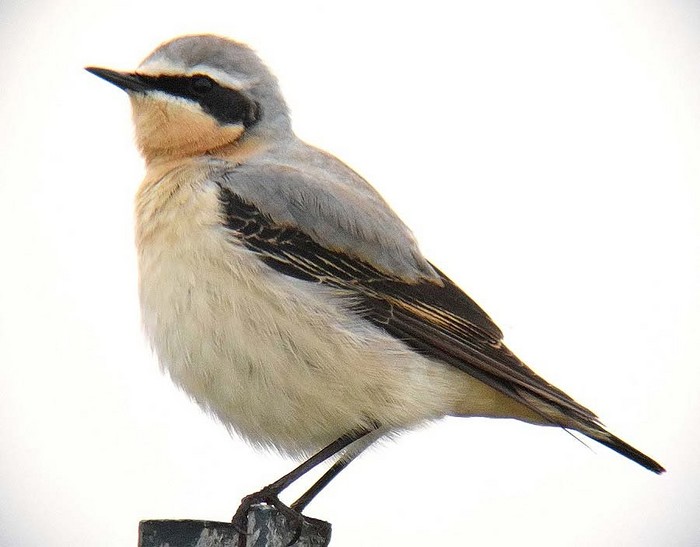 Wheatear
