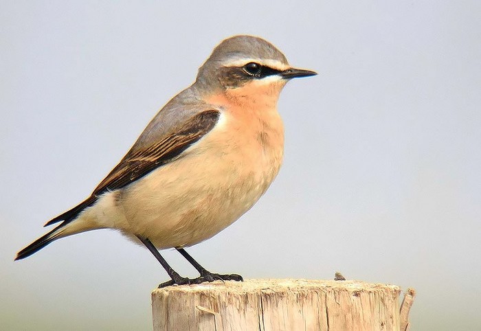 Wheatear