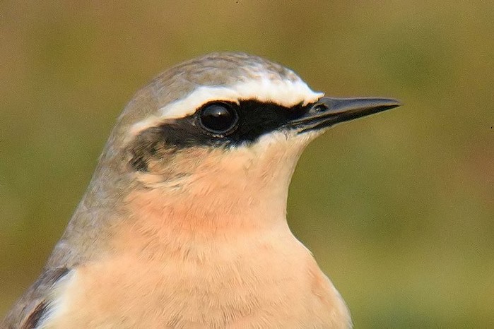 Wheatear