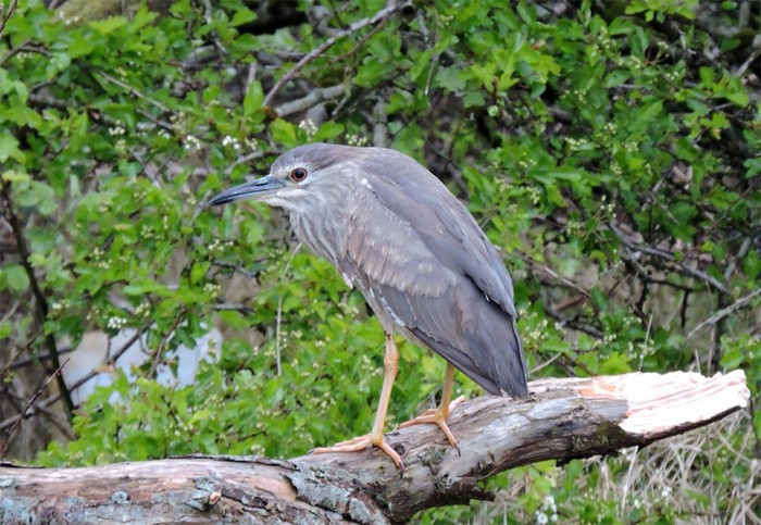 Night Heron