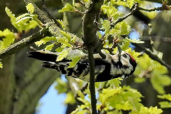 Lesser Spotted Woodpecker