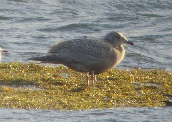 Kumlien's Gull