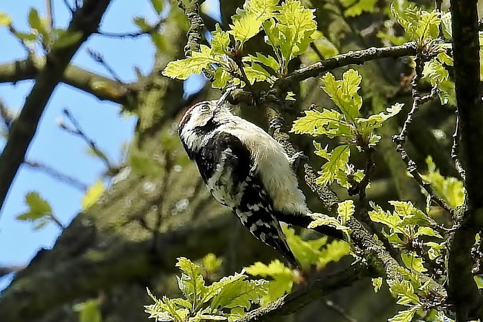 Lesser Spotted Woodpecker