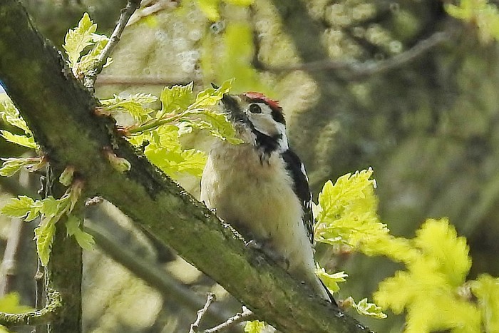Lesser Spotted Woodpecker