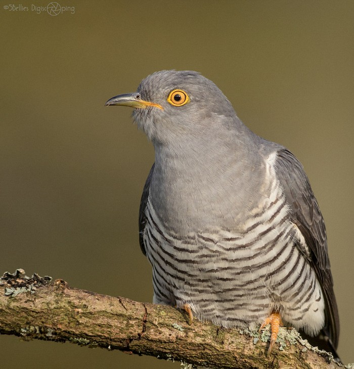 Cuckoo