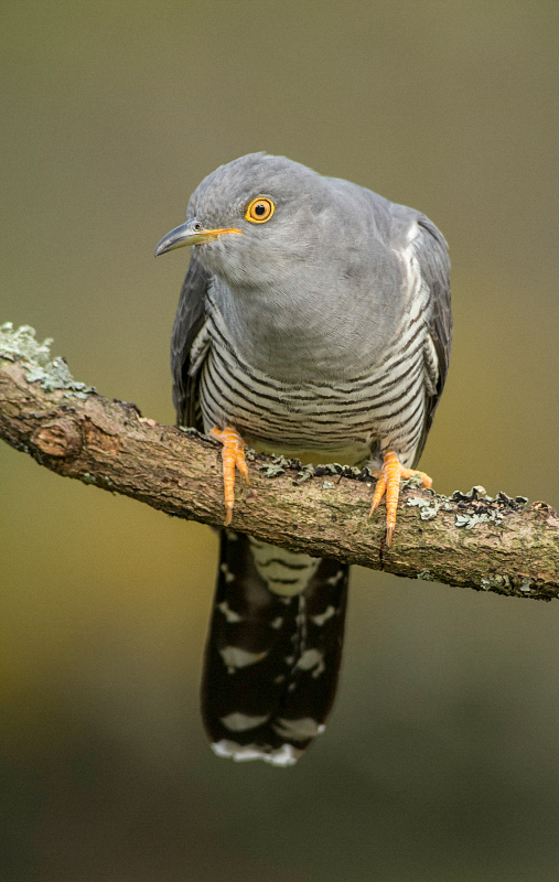Cuckoo