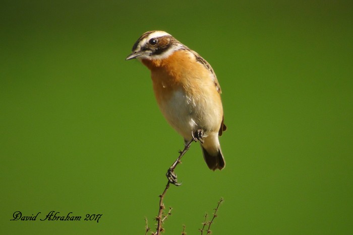 Whinchat